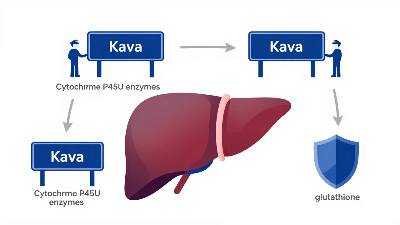 Conceptual diagram showing kava blocking liver enzymes and shields